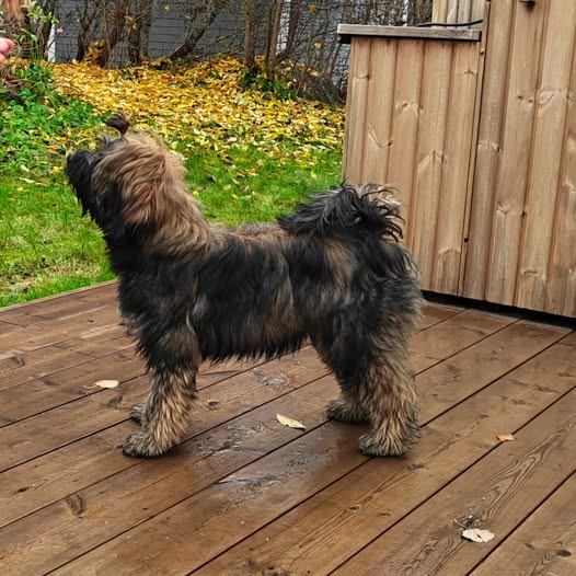 Lövskärs Yggdrasil Wisdom of Mimir